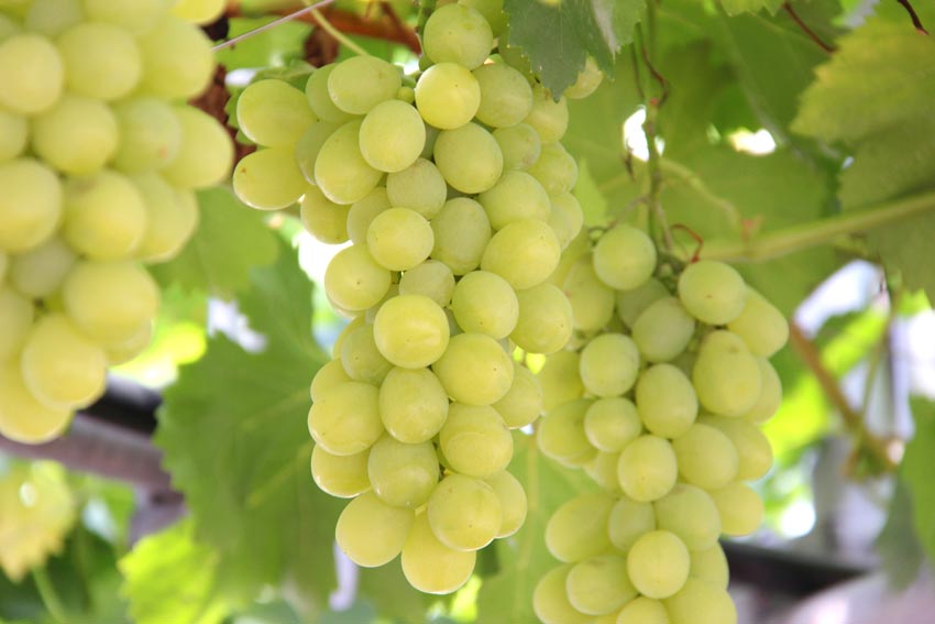 知多半島でブルーベリー＆ぶどう狩り 