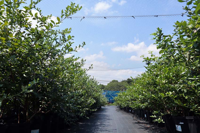 知多半島でブルーベリー&ぶどう狩り