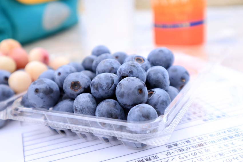 知多半島でブルーベリー&ぶどう狩り