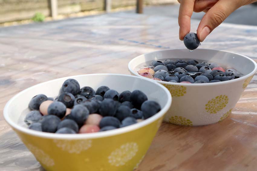 知多半島でブルーベリー&ぶどう狩り