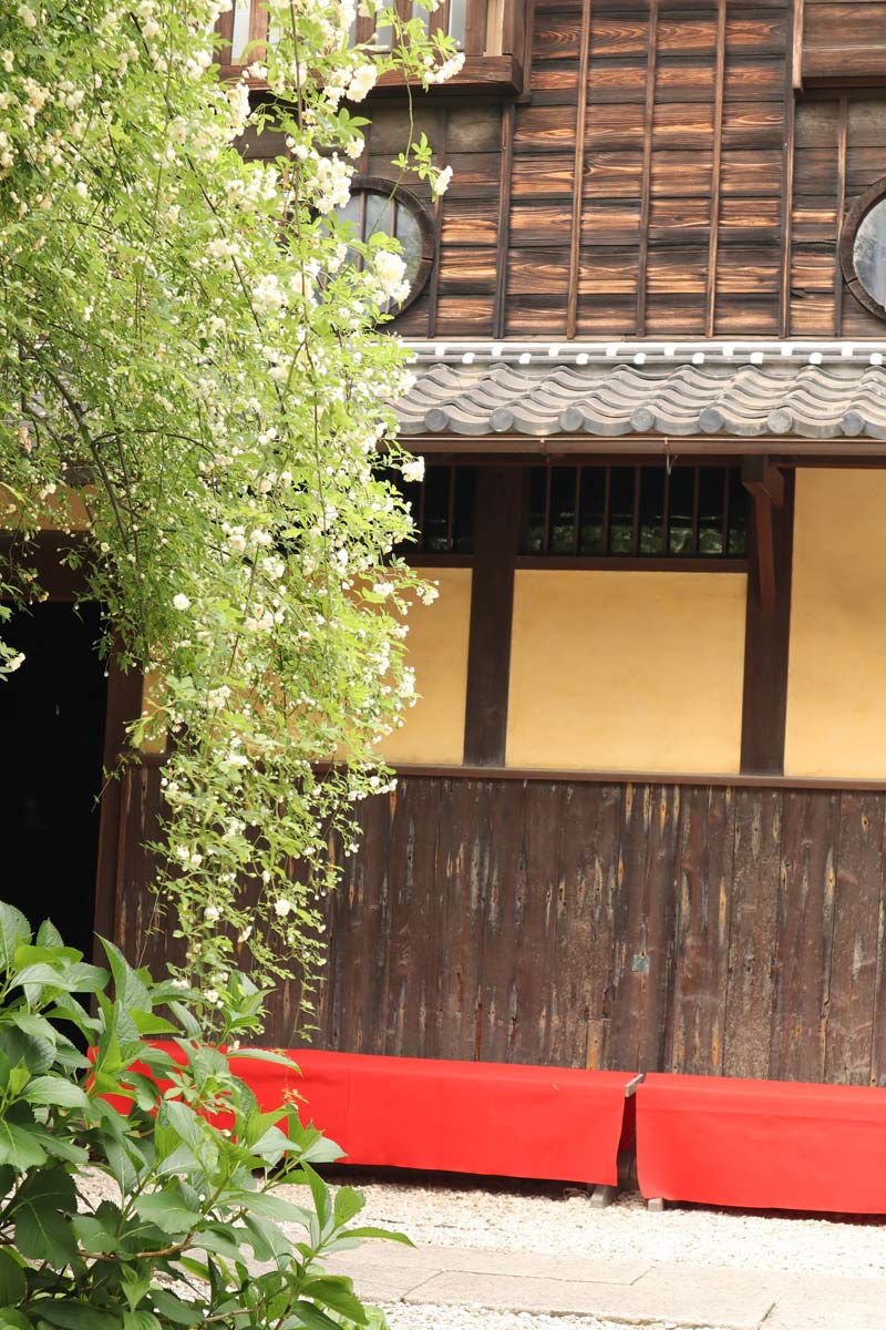 小栗家住宅の「萬三の白モッコウバラ」 