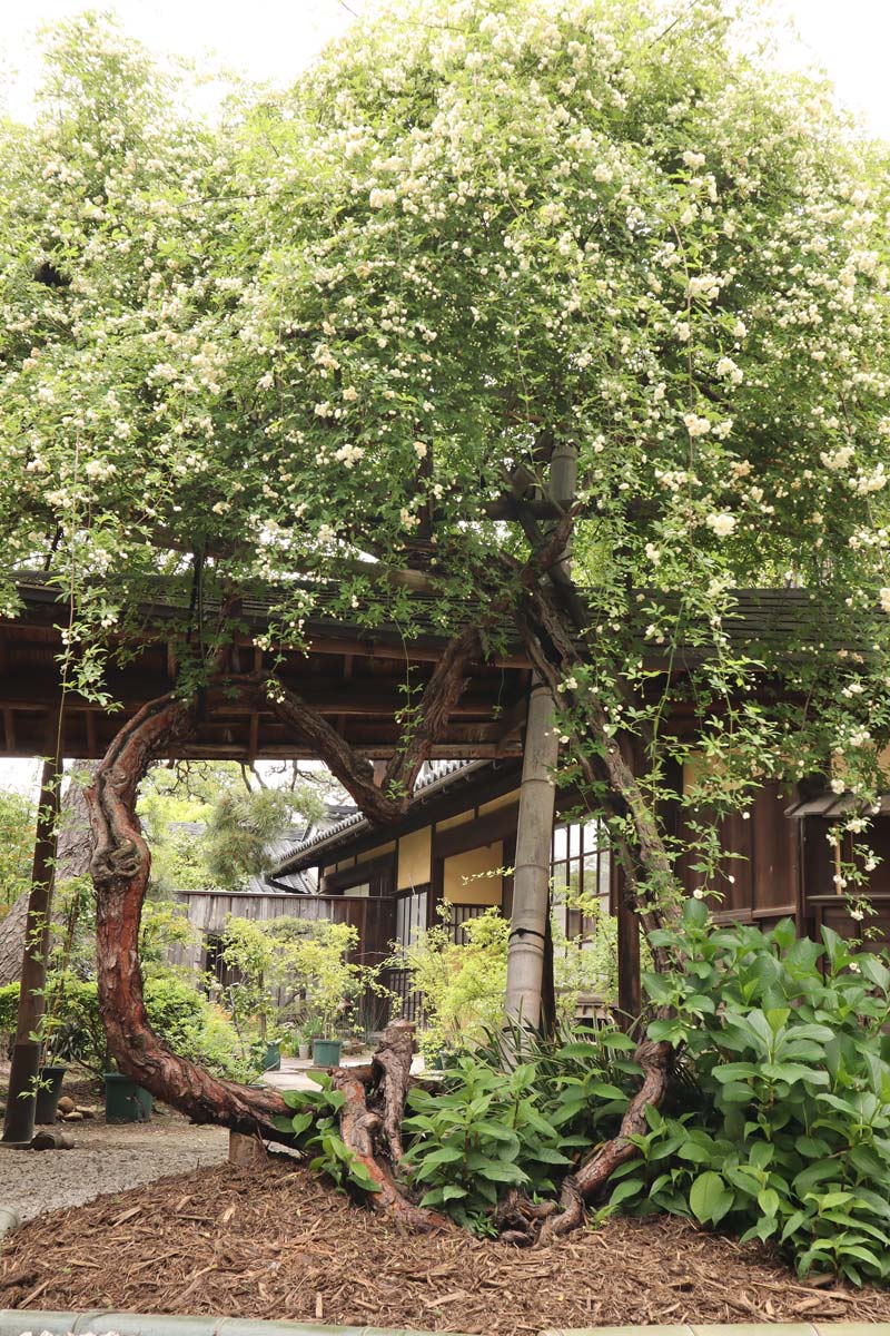 小栗家住宅の「萬三の白モッコウバラ」 