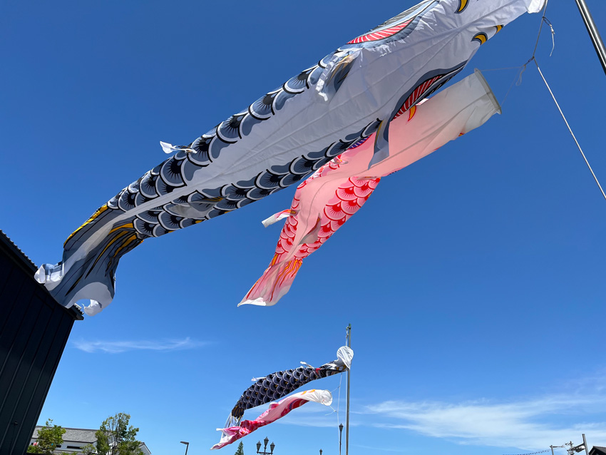 半田運河鯉のぼり