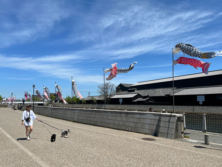 半田運河鯉のぼり