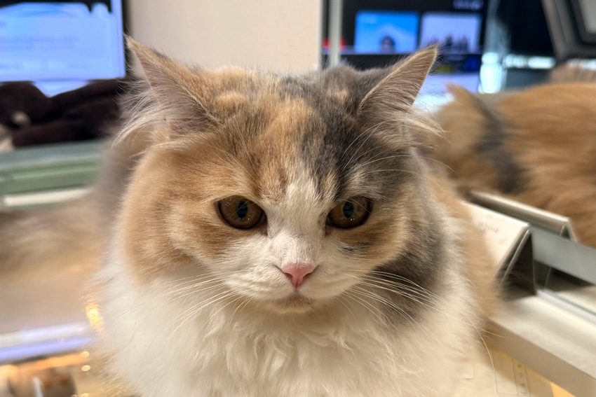 EMIRITTO Private Salon