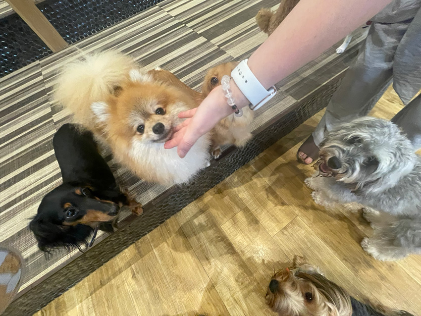 いぬねこカフェRio