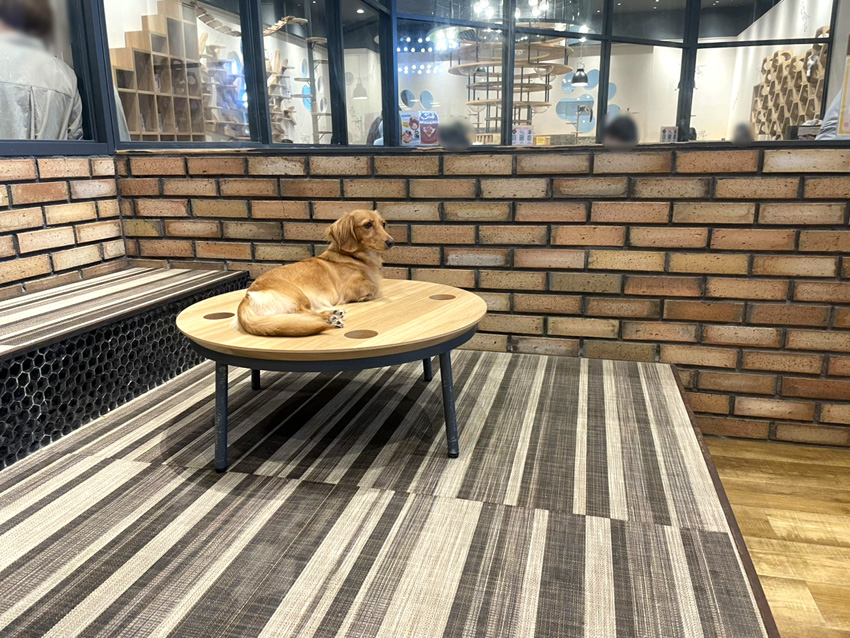 いぬねこカフェRio