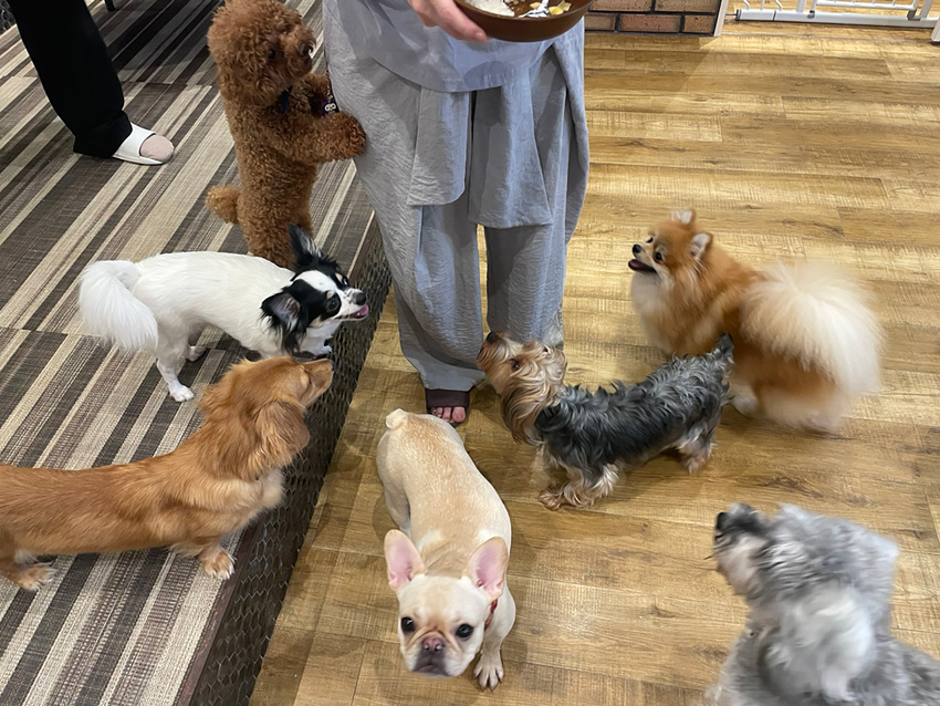 いぬねこカフェRio