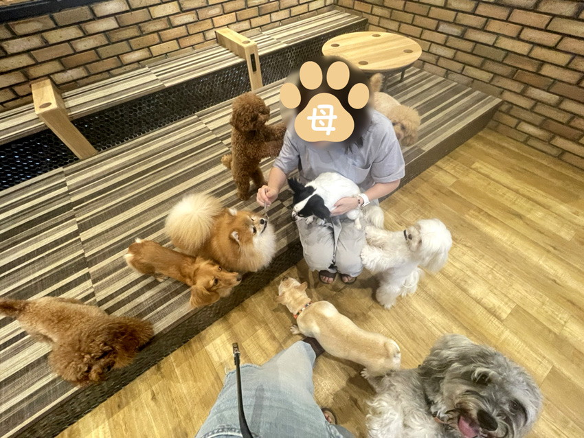 いぬねこカフェRio