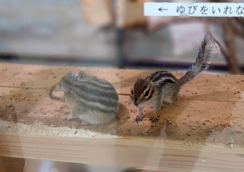 ZOOっともパーク